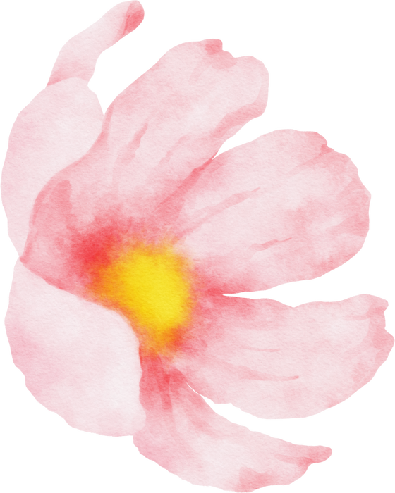 Pink Cosmos Flower Watercolor